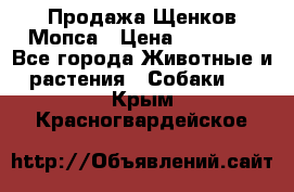 Продажа Щенков Мопса › Цена ­ 18 000 - Все города Животные и растения » Собаки   . Крым,Красногвардейское